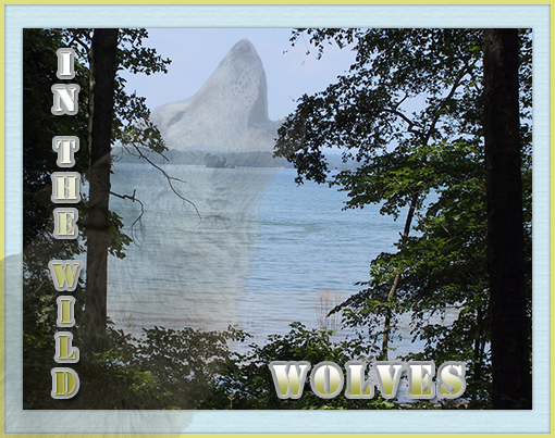 Extract Filter, Opacity, Text, Border or Frame, Drop Shadow