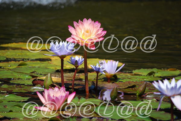 Water Lilies Saving for Web
